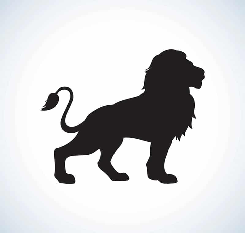 lion